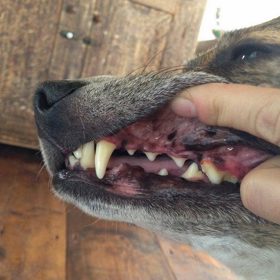 1. Dentální problémy (zánět dásní a tak dále).