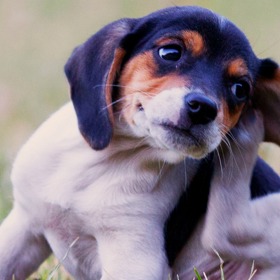 3. Alergie (většina kožních a ušních infekcí vzniká v důsledku alergie, respektive toho, že psi si svědící místa škrábou).