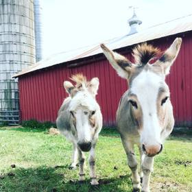 Jsou vysocí přibližně jako velký pes (kolem 90 centimetrů).
