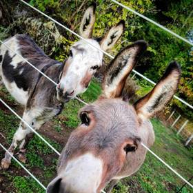 Skvěle si rozumí s dětmi i jinými zvířaty.