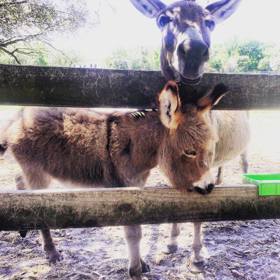 Mají rádi pozornost...