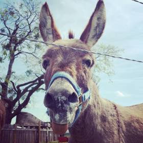 ... a pokud se jim jí nedostává, vynucují si ji šťoucháním.