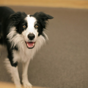 Úplně nejchytřejší jsou prý Border kolie.