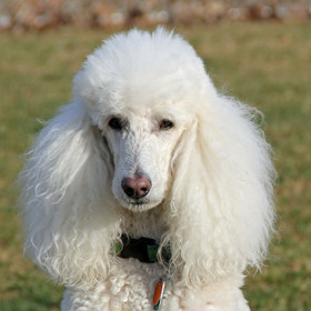 Na druhém místě se umístili pudlové.