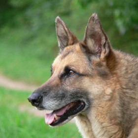 A pomyslnou bronzovou medaili získavají němečtí ovčáci.