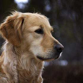 Špatnou volbou ovšem nemusí být ani zlatý retrívr (jedno z vůbec nejoblíbenějších plemen).