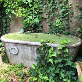 1. Anglický břečťan – extrémně nenáročná rostlina, která dokáže růst téměř všude. Měla by ale být umístěna tak, aby se k ní nedostaly domácí zvířata (je mírně toxická).