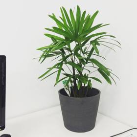 3. Bambusová palma – bambusové palmě se skvěle daří ve vlhkém prostředí. Ale pozor, pokud ji nebudete zastřihovat, může dorůst výšky až 4 metry!