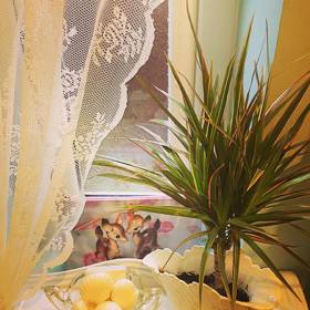 4. Dračinec – miluje vlhko a má vynikající filtrační schopnosti. Může být toxický pro domácí zvířata.