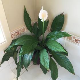 5. Lopatkovec – velmi nenáročný na údržbu. Efektivně odstraňuje benzen, formaldehyd, amoniak, trichlorethylen, xylen a toluen. Je toxický pro kočky a psy.