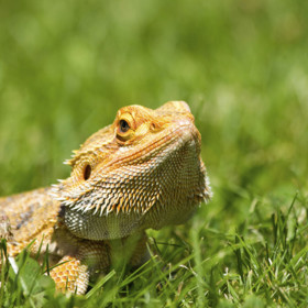 1. Agamy – jsou velmi klidné a mírné, díky čemuž se hodí do rodin s dětmi. Jedí cvrčky, červy a čerstvou zeleninu.