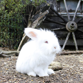 3. Zakrslí králíci – skvělá alternativa k morčatům. Co se týče stravy, vyžadují hodně sena.