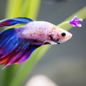 4. Rybičky – pozorování akvária výborně zklidňuje. Navíc jde o velice dekorativní bytový doplněk.