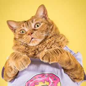 Torontský fotograf pořizuje snímky baculatých koček. „Někdy je to peklo,“ přiznává