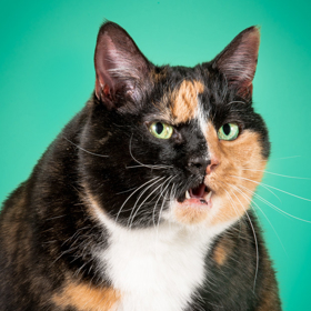 Torontský fotograf pořizuje snímky baculatých koček. „Někdy je to peklo,“ přiznává