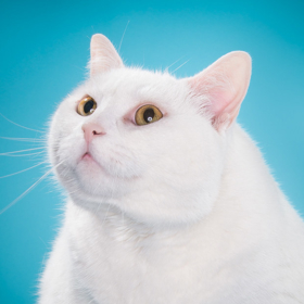 Torontský fotograf pořizuje snímky baculatých koček. „Někdy je to peklo,“ přiznává