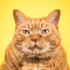 Torontský fotograf pořizuje snímky baculatých koček. „Někdy je to peklo,“ přiznává