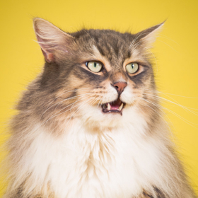 Torontský fotograf pořizuje snímky baculatých koček. „Někdy je to peklo,“ přiznává