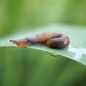 5. Prostředek proti škůdcům. Zahání šneky i slimáky a hubí hmyz. Nadrťte skořápky na prášek a použijte – funguje jako pesticid.