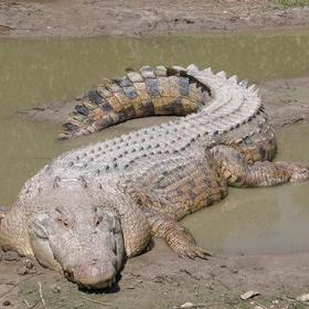 4. Ramree (Barma). Ramree poskytuje útočiště tisícům krokodýlů mořských, kteří se k turistům nechovají právě přátelsky. Ostrov se tak dostal do Guinessovy knihy rekordů jako místo, kde došlo k největšímu počtu smrtelných krokodýlích útoků na člověka.