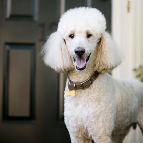 3. Pudl. Hrdý a elegantní pes, který je současně starostlivý a loajální. Často bývá doporučován alergickým dětem, protože moc nelíná.