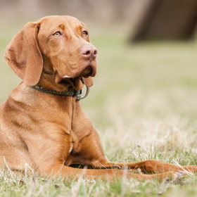 5. Maďarský ohař krátkosrstý. Oddaný a velmi klidný. Snadno se učí nové věci a nemá problémy s poslušností.