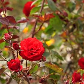 Růže tak, jak je vidí většina populace...