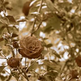 ... a jak člověk, co nedokáže identifikovat červené odstíny.