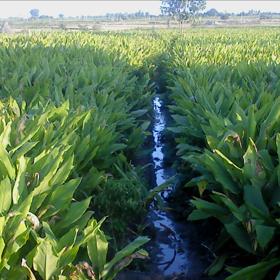 Kurkumin má silné protizánětlivé účinky. Výsledky několika studií navíc naznačují, že zmírňuje příznaky osteoartrózy.