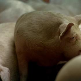 Belgická televize Over Eten TV odhalila pozadí jejich výroby. Na začátku je živé prase jako každé jiné...