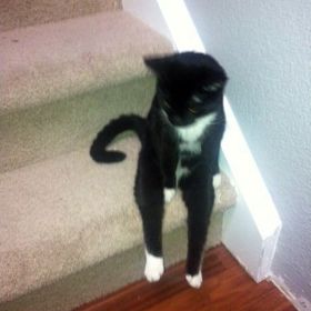 13. Kočka si sedá stejně jako vy.