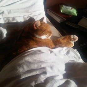 14. Kočka spí na polštáři a zakrývá se peřinou.