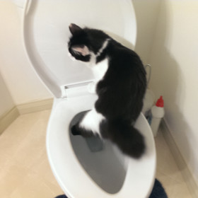 15. Kočka chodí vykonávat potřebu na váš záchod.