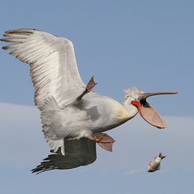 Dirigující sysel nebo liška zapíchnutá do sněhu. Podívejte se na nejvtipnější snímky volně žijících zvířat