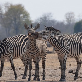Dirigující sysel nebo liška zapíchnutá do sněhu. Podívejte se na nejvtipnější snímky volně žijících zvířat