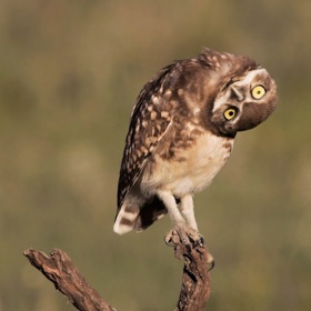 Dirigující sysel nebo liška zapíchnutá do sněhu. Podívejte se na nejvtipnější snímky volně žijících zvířat
