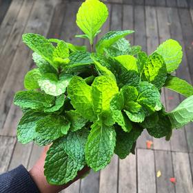 2. Máta. Prožvýkat se k čerstvému dechu je dobrý záměr. Ale jen do té doby, než zjistíte, že mentol obsažený v mátě snižuje hladinu testosteronu. Sexuální touha tak klesá. Nemůžete-li osvěžující chuti máty přesto odolat, přelijte ji horkou vodou. Mátový čaj zkrotí chutě a díky sníženému obsahu mentolu touha nepovadne.
