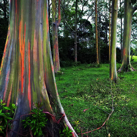 Latinsky eucalyptus deglupta, česky blahovičník oloupaný. Až přezdívka vám ale napoví, proč jsou z něj obyvatelé planety Země paf...