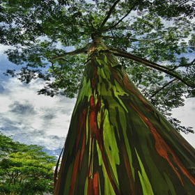 Není to ale jediné unikum tohoto vzrostlého fešáka. Pochází z Filipín a je to jediný blahovičník, který má původ na severní polokouli.