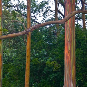 V původních deštných pralesech může dorůstat výšky až 76 metrů a daří se mu tam, kde hodně prší. Mimo tyto oblasti ale bývá o polovinu nižší. A méně zářivý.