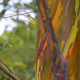 Když poprvé odlupuje svou kůru, objeví se na jeho kmeni nejprve zářivě zelená...