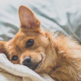 2. Se psem se můžete cítit bezpečněji. Co kdyby se k vám třeba někdo vloupal? Pes pachatele vycítí a může ho zastrašit.