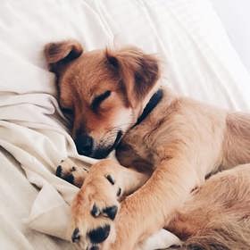 3. Pes namísto ukolébavky? Nic absurdního. V posteli vám může pomoct rychleji usnout. Tento názor potvrdilo i několik studií.