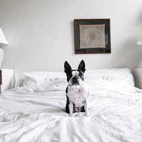 4. Přítomnost psa v posteli posiluje vaše vzájemné pouto. Je možné, že váš čtyřnohý miláček pak bude ještě oddanější a poslušnější.