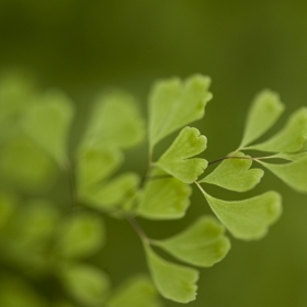 Podle Pantone je Greenery všudypřítomným odstínem, který se v současnosti dostává do popředí zájmu designérů, architektů a tak dále.