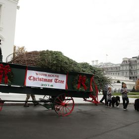 Vánoční stromeček pochází z Pensylvánie. Jde o zhruba 5,7 metrů vysokou douglasku.