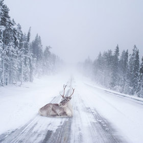 4. Na laponských silnicích vás čeká nejedno překvapení.