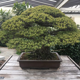 Zaměstnanci U.S. National Arboretum si její vazby na Hirošimu vůbec nebyli vědomi.