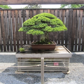 Co myslíte – jak dlouho tento stromek ještě bude růst?