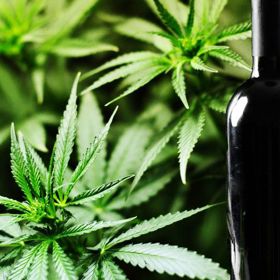 Stvořili víno, které jde s dobou: Canna Vine!